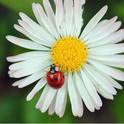 An adult lady beetle (ladybug) on a flower.