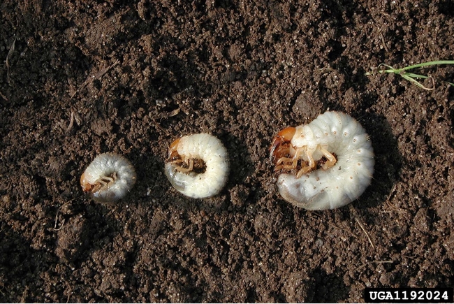 Common white grubs. The species left to right are: Japanese beetle (Popillia japonica) European chafer (Amphimallon majalis) and June beetle (Phyllophaga sp.). Photo by David Cappaert, Bugwood.org
