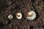 Common white grubs. The species left to right are: Japanese beetle, European chafer, and June beetle. Photo by David Cappaert, Bugwood.org