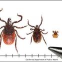 Life stages of the western blacklegged tick (Ixodes pacificus). From left to right: adult female, adult male, nymph, and larva. Photo by CDPH.
