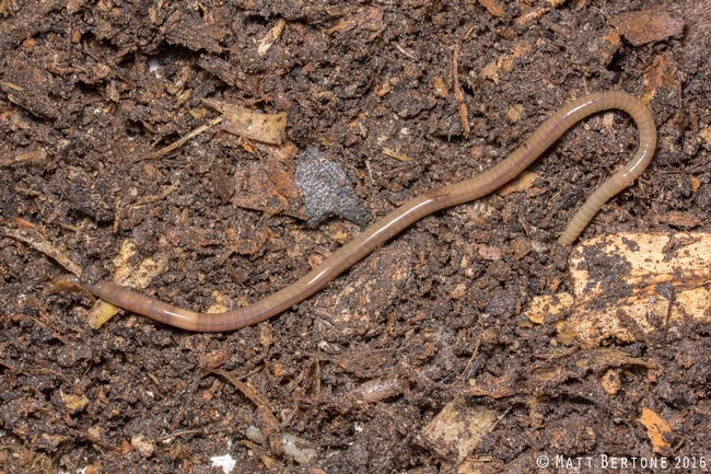 A jumping worm on top of its coffee-ground likecastings. Photo by M. Bertone, NCSU.