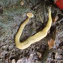 Shovel-headed garden worm, Bipalium kewense. Photo by Whitney Cranshaw, Colorado State, Bugwood.org