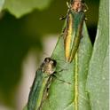 Two adult emerald ash borers on a leaf. Photo by Stephen Ausmus, USDA.