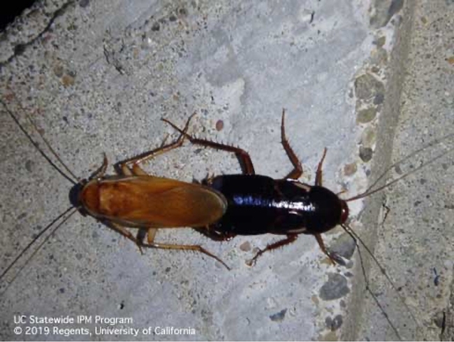Male (left) and female (right) Turkestan cockroach, Blatta lateralis, mating on a concrete wall outdoors. Photo by Andrew M Sutherland, UCCE, UC IPM.