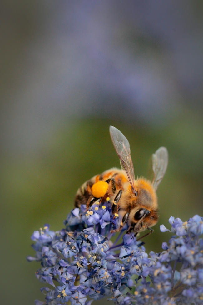 California native plants such as Ceanothus (“California Lilac”) are hardy, low maintenance and support bees and other insects