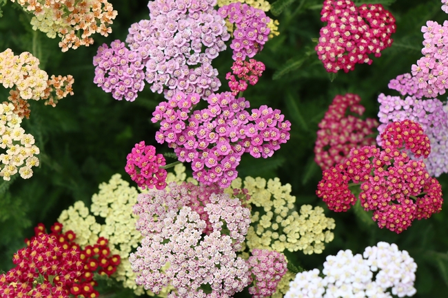 Yarrow  is an easy to grow, low maintenance, water thrifty plant that provides food for pollinators. Common Yarrow ((Achillea millefolia) is white or cream color