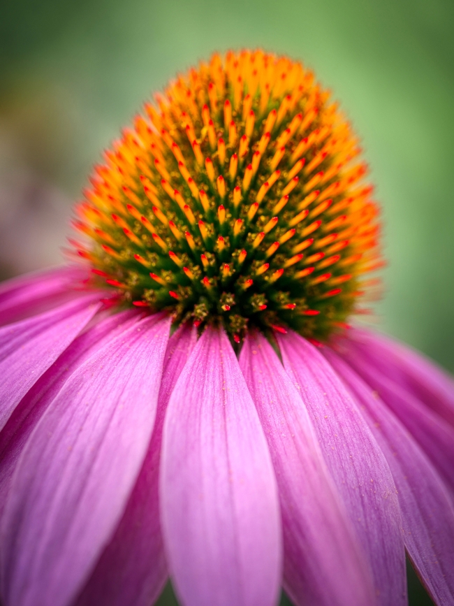 Purple Coneflowers (Echinacea purpurea) is a perennial with bristly centers much loved by bees