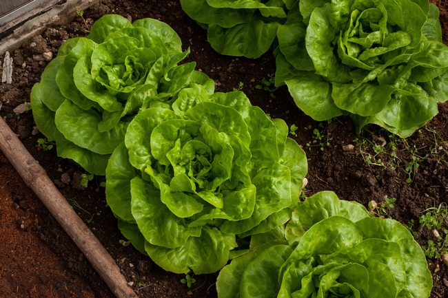 Lettuces and herbs grow well in shallower containers. Plant multiples for frequent harvesting.Image: Pixabay Royalty Free