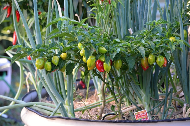 Vegetables with similar requirements for sun, water and root depth can be grown together. Here, peppers and onions create a fun combo.Pixabay Royalty Free Image: