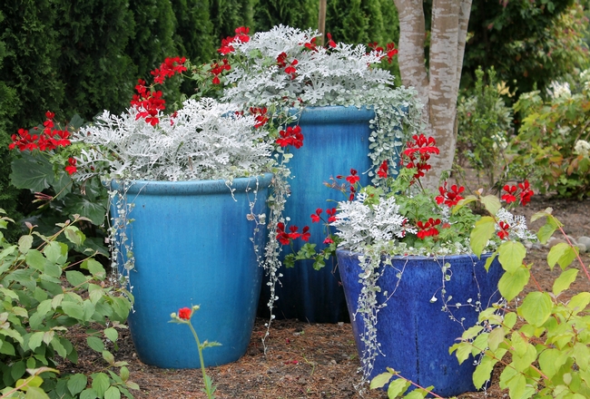 The possibilities for creative containers are endless! Here, red ivy geranium (Pelargonium peltatum) floats above silvery dusty miller (Senecio cineraria) and trailing, sage green licorice plant (Helichrysum petiolane.)