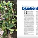 growing-blueberries-coastside
