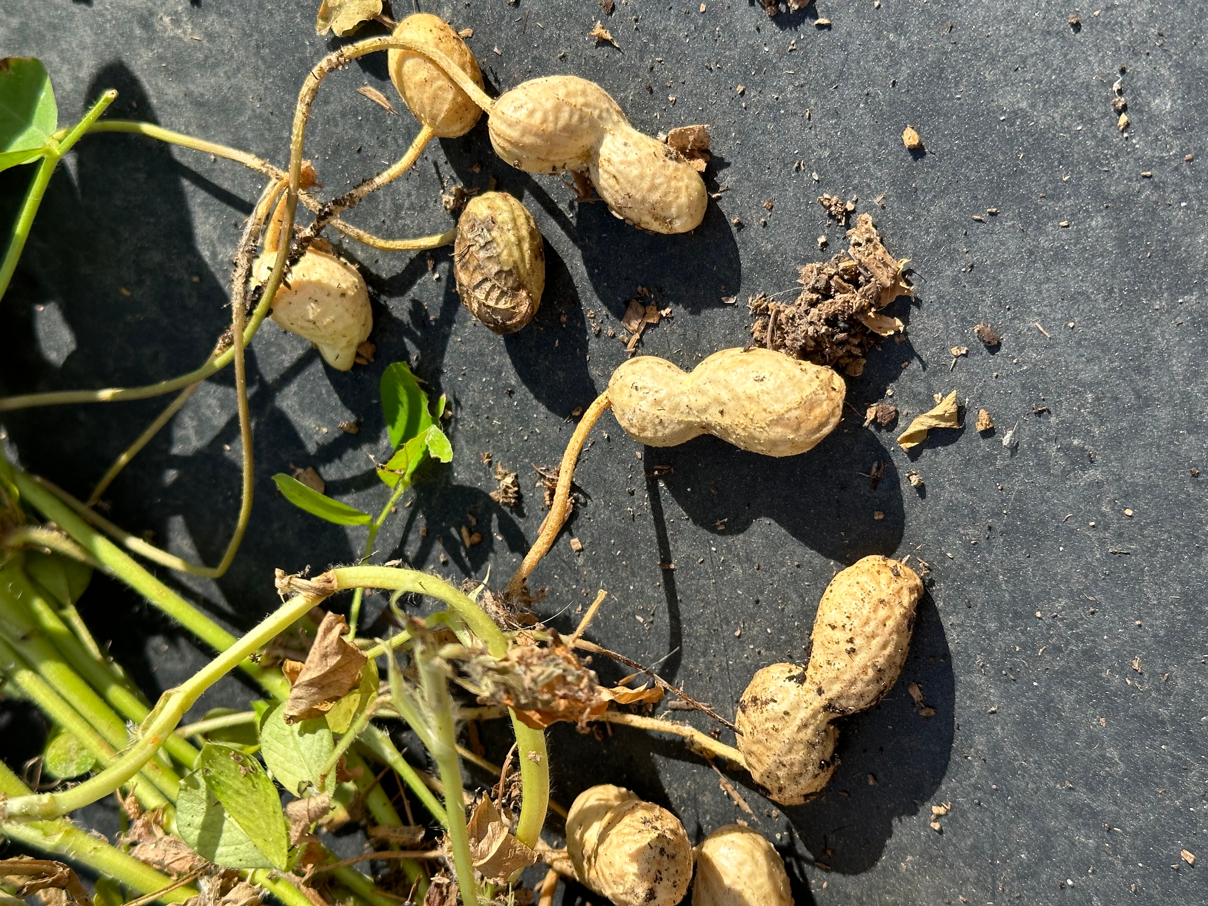 Working for Peanuts - Under the Solano Sun - ANR Blogs