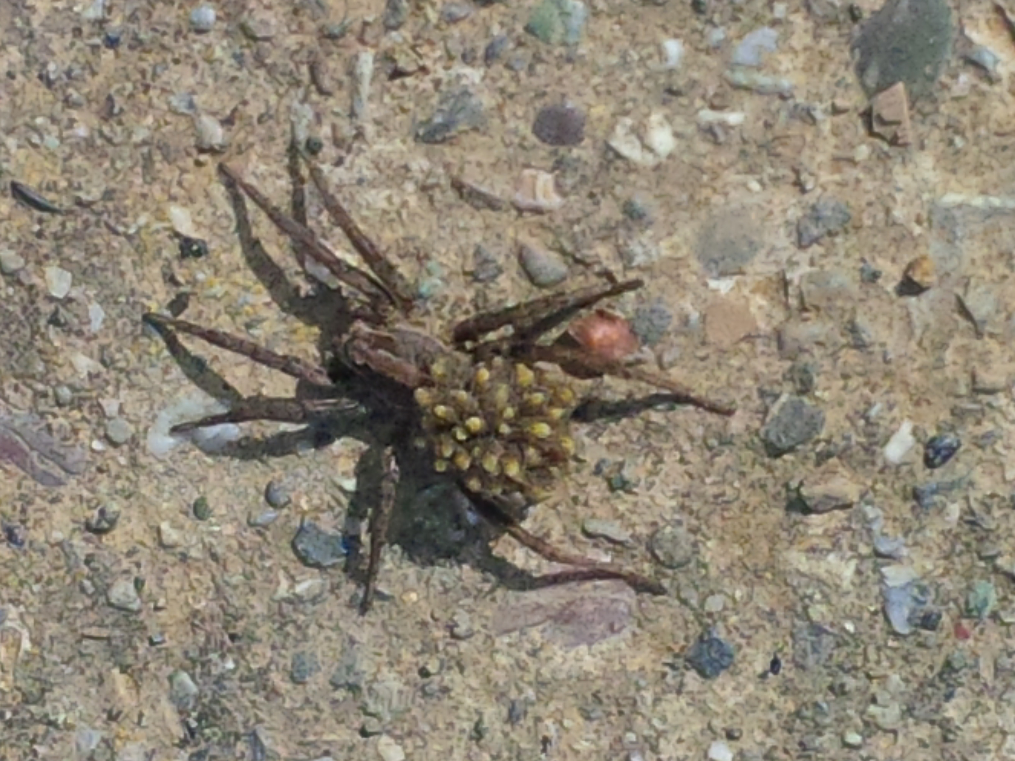 Rethinking Spider Legs - Under the Solano Sun - ANR Blogs