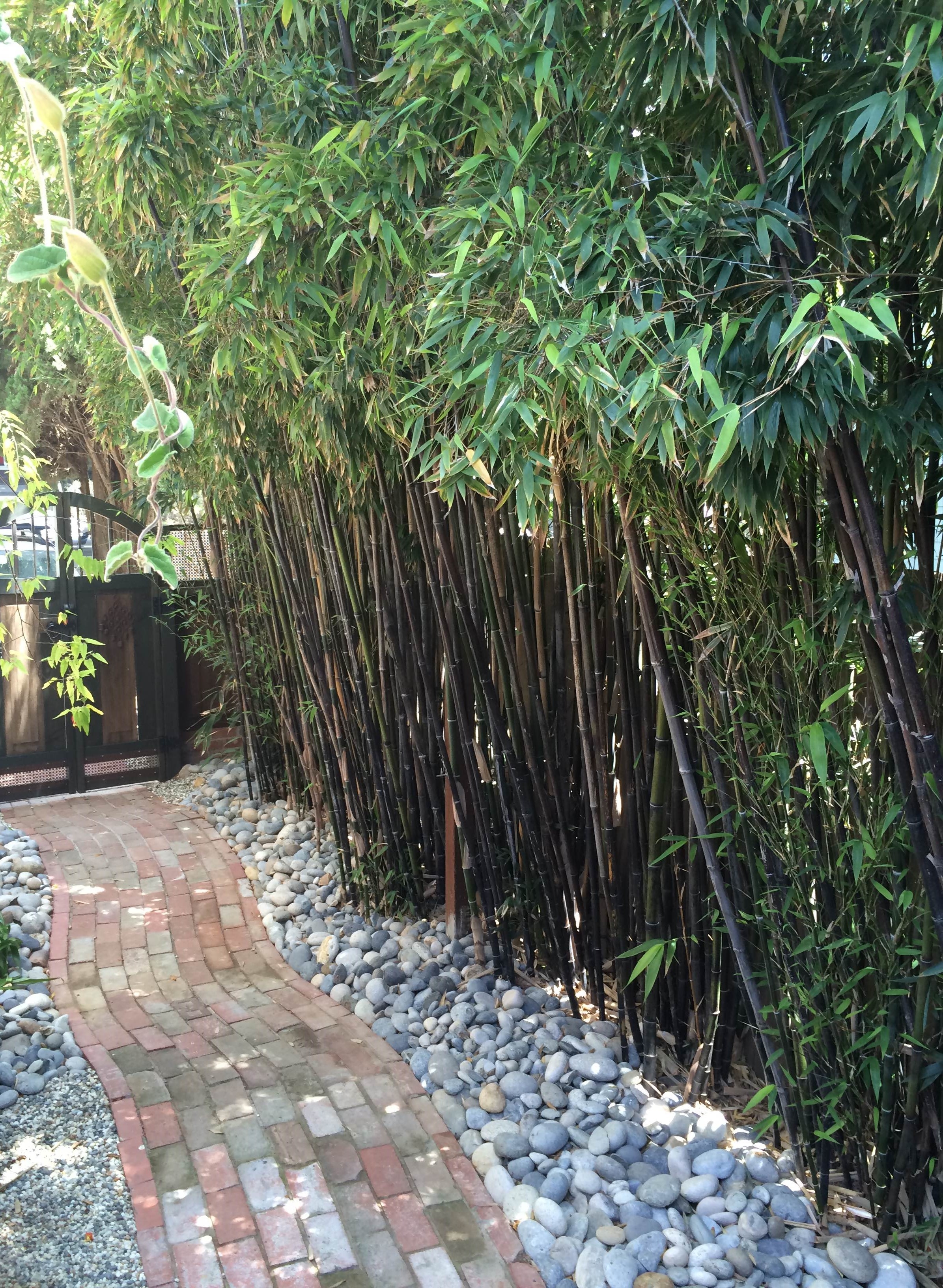 Garden Help: Clumping bamboo options for landscape