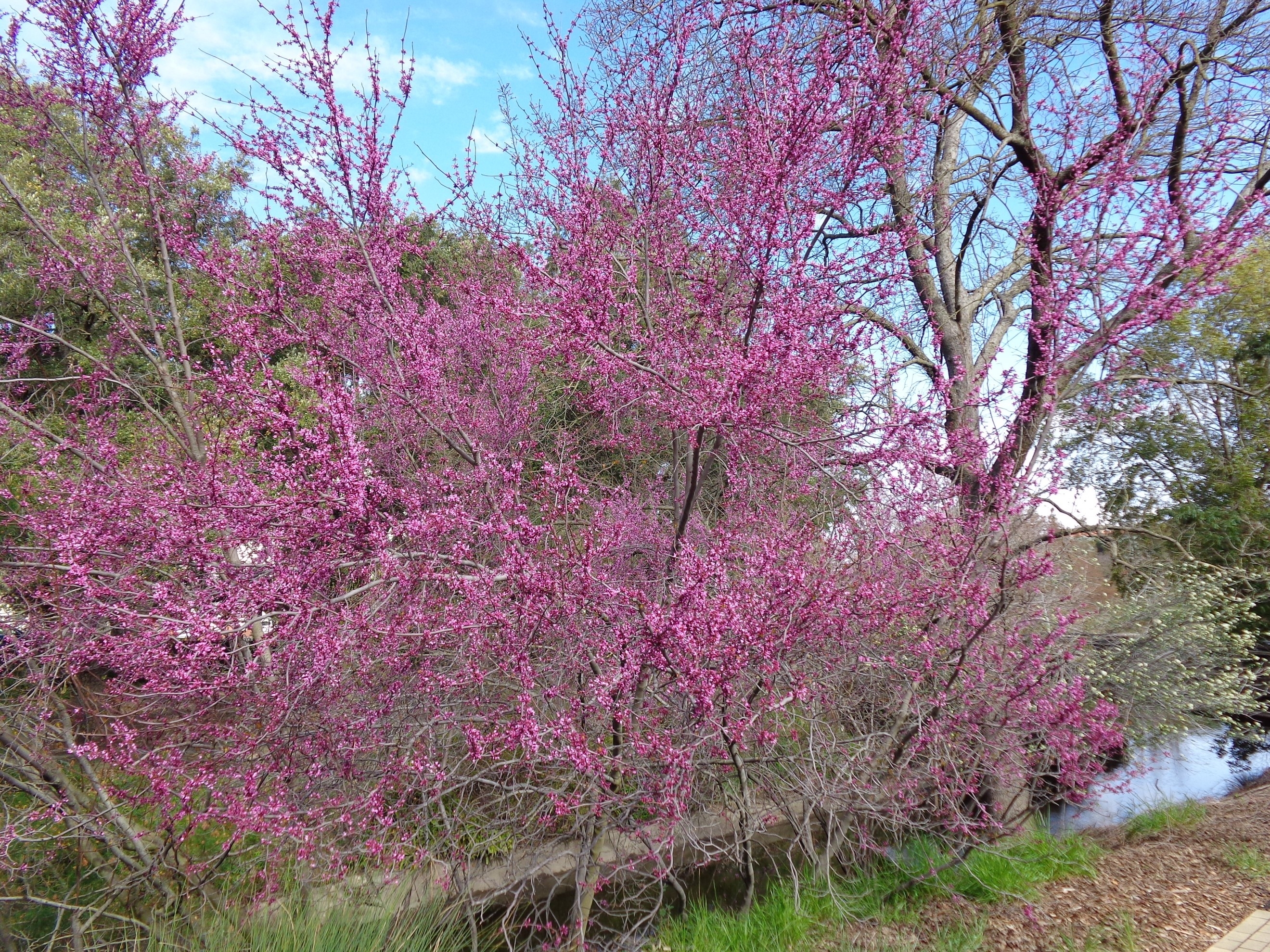 attracting pollinators with redbuds: boost your garden's biodiversity