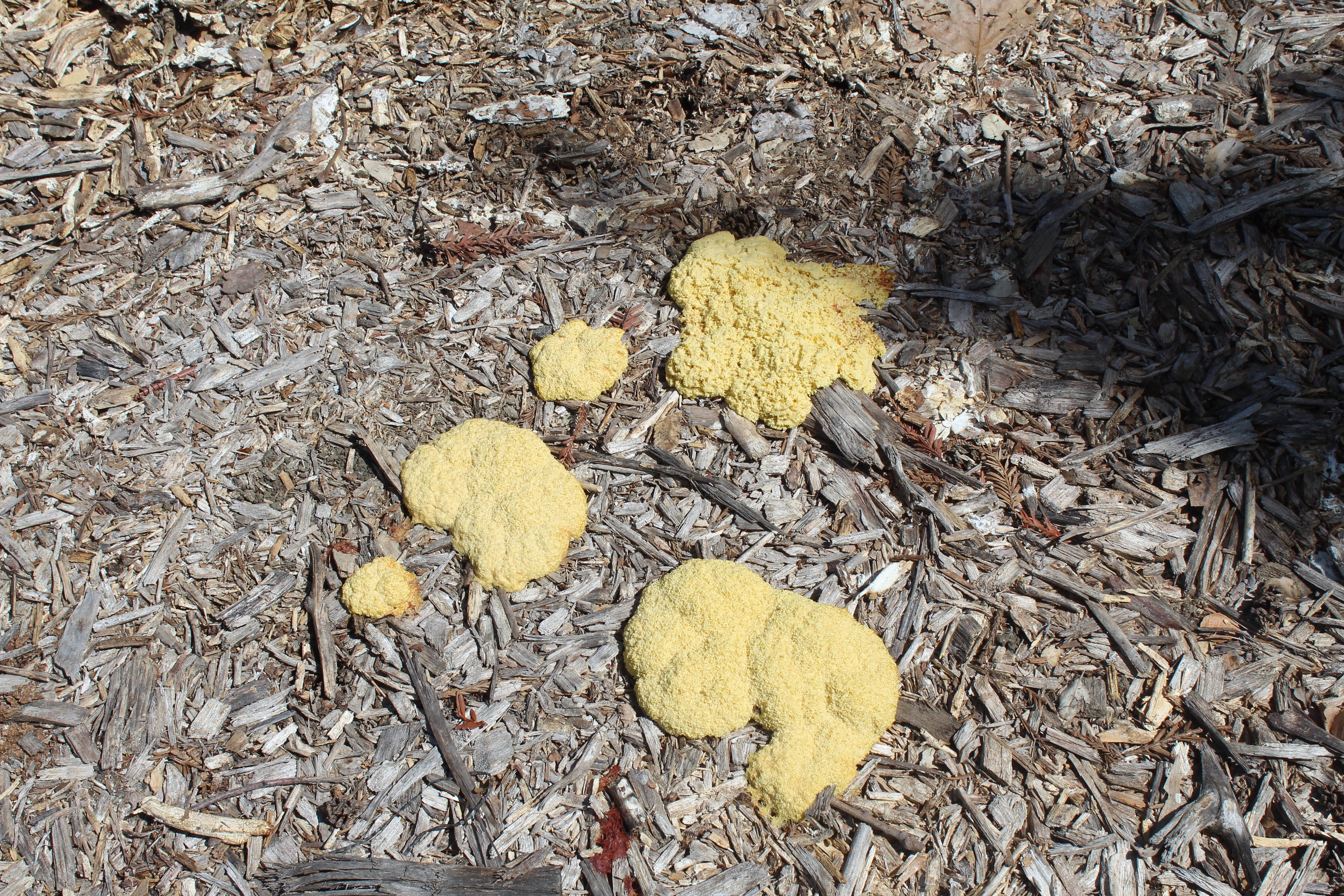 what does dog vomit slime mold eat