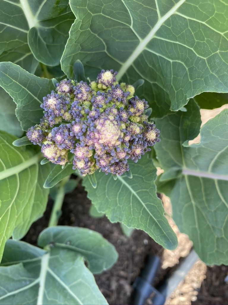 Why Do Broccoli Leaves Turn Purple?  