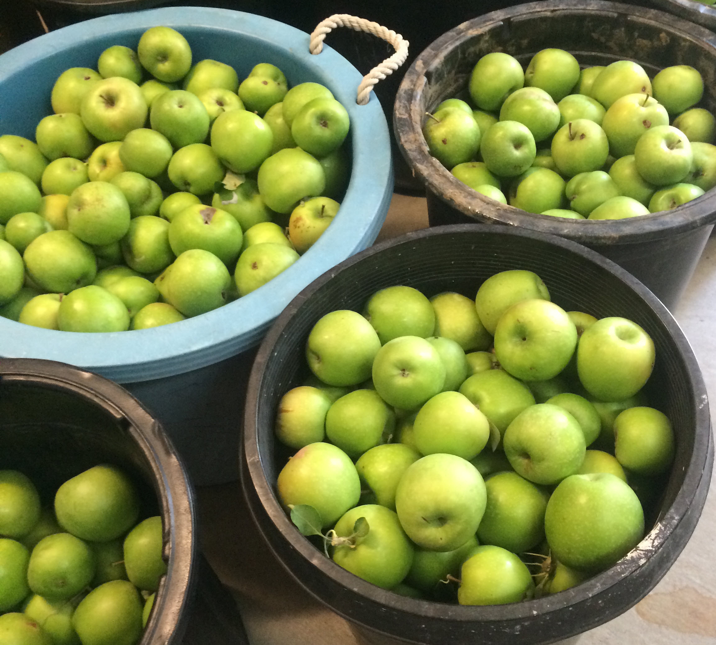 Apple - Granny Smith Small