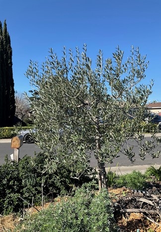 Olive Trees - UC Master Gardeners- Diggin' it in SLO - ANR Blogs