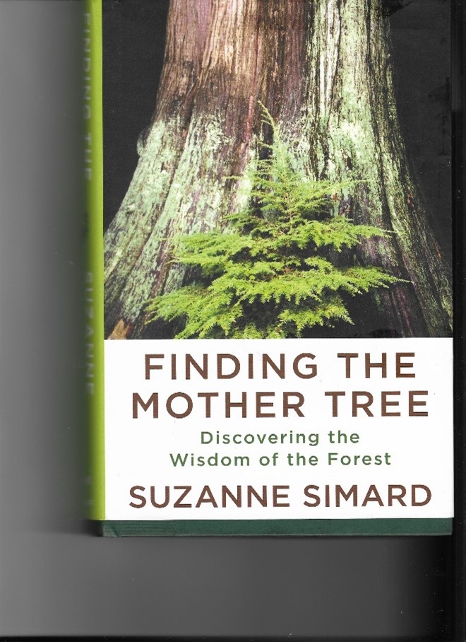 Suzanne's Blog: Tree Water