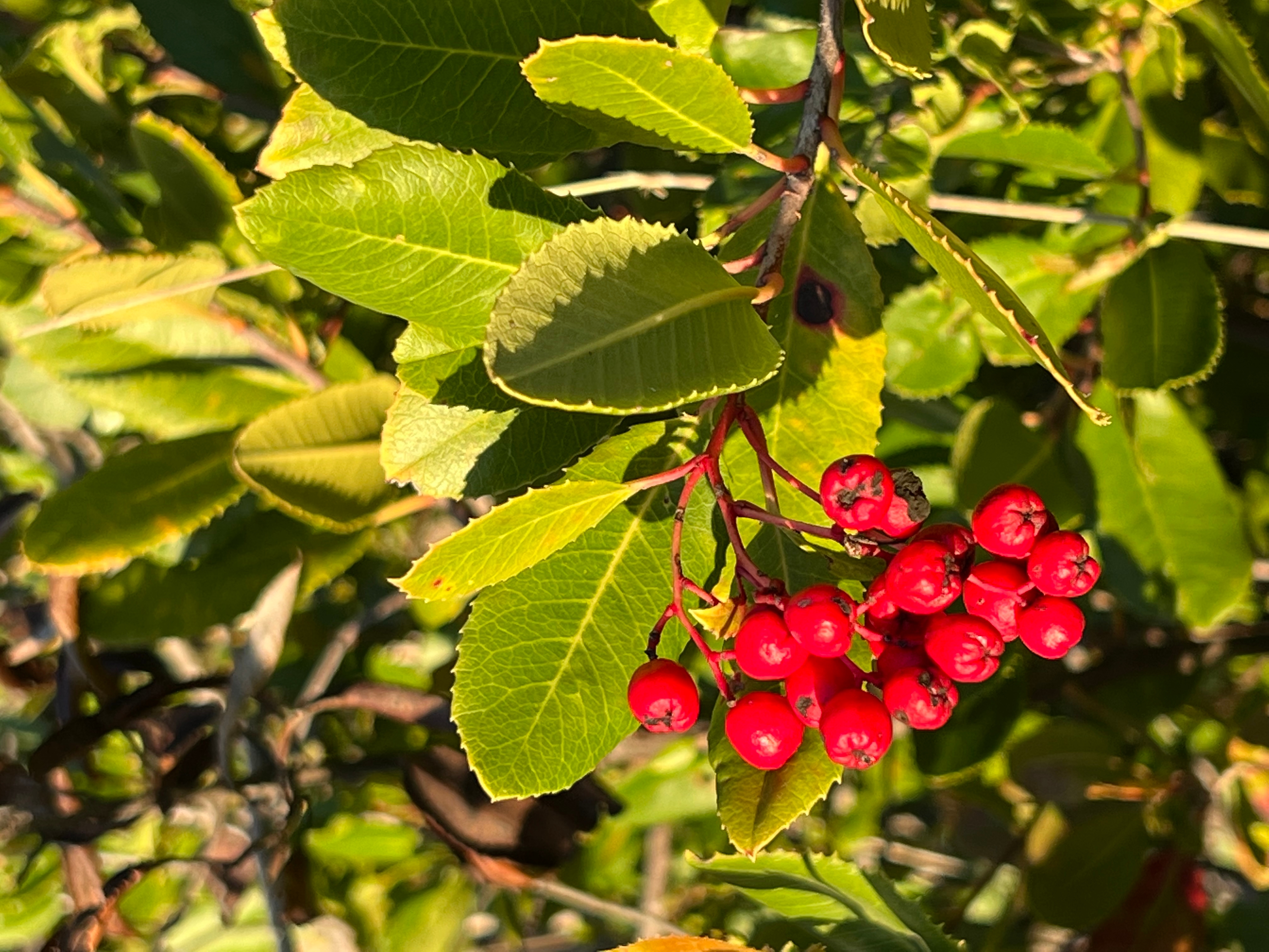 Winter Berries All Around - Under the Solano Sun - ANR Blogs
