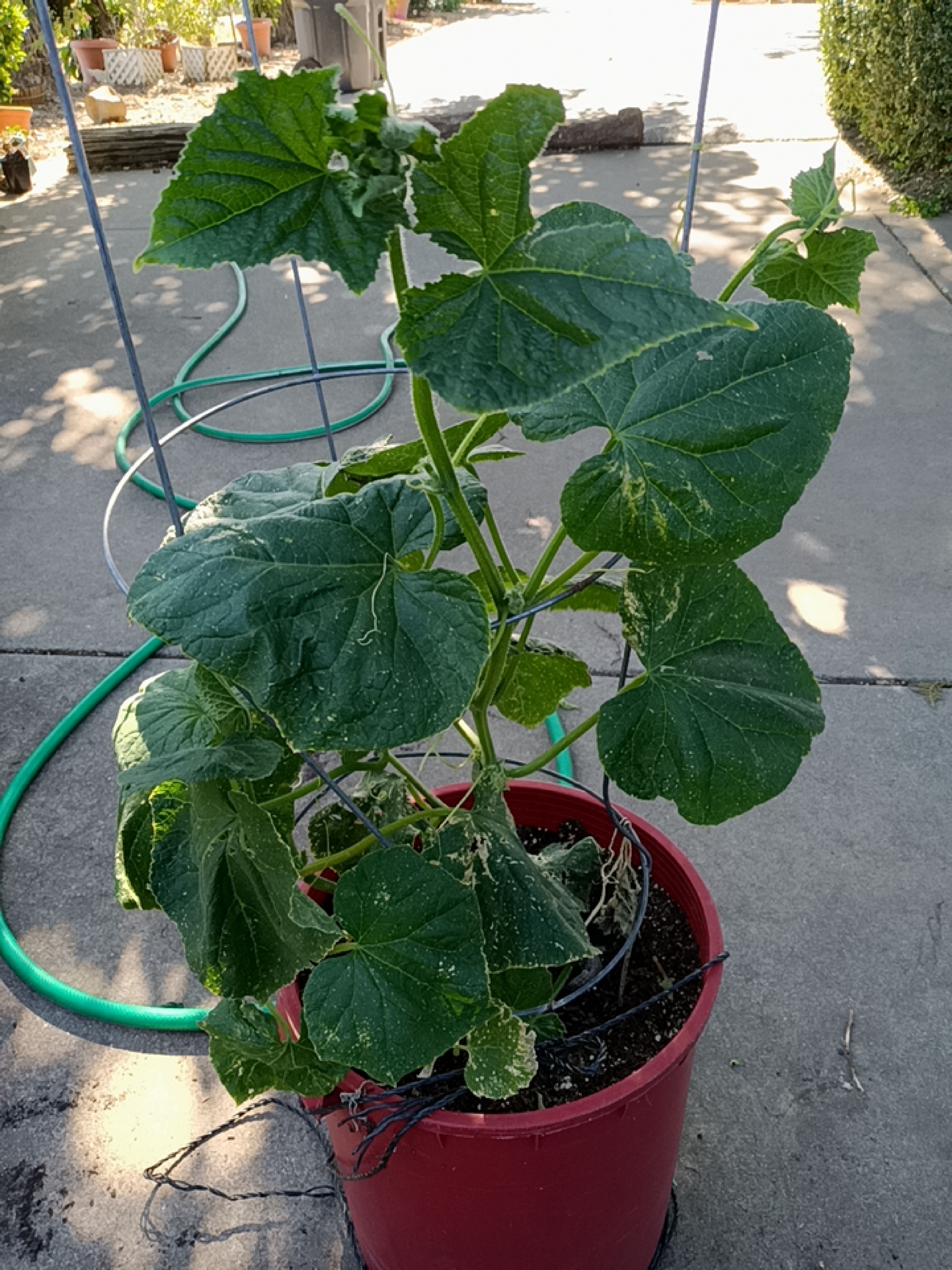 Growing Cucumbers - Under Sun - ANR Blogs