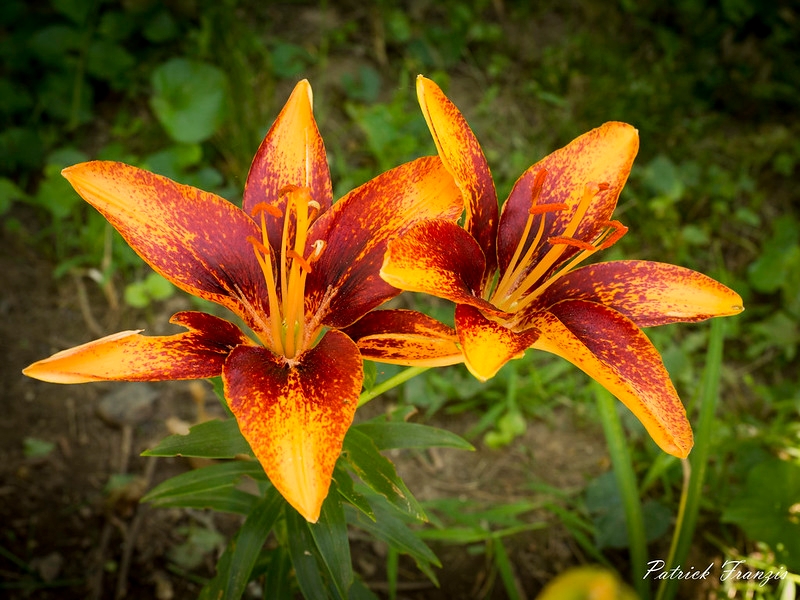 Orange store lily cats