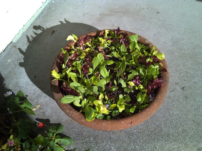 lettuce growing in a succulent dish