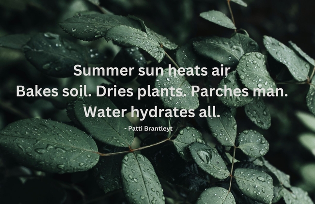 Haiku by Patti Brantley Summer
