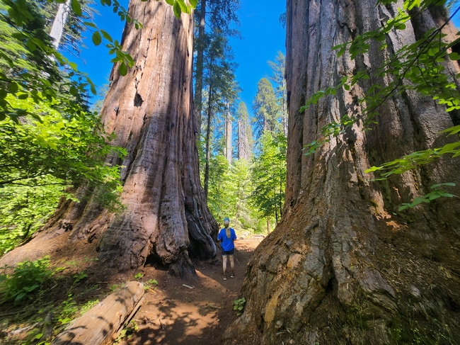 Majestic Sequoia sempervirens - Al Alvarado