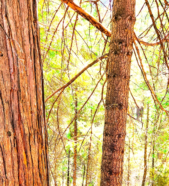 Tree With Eyes - Al Alavarado