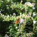 Fiery skipper butterfly on rosemary. (photo by Jennifer Baumbach)