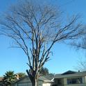 A tree that has been improperly pruned. Note the topped branches.(photo by Ed Walbolt)