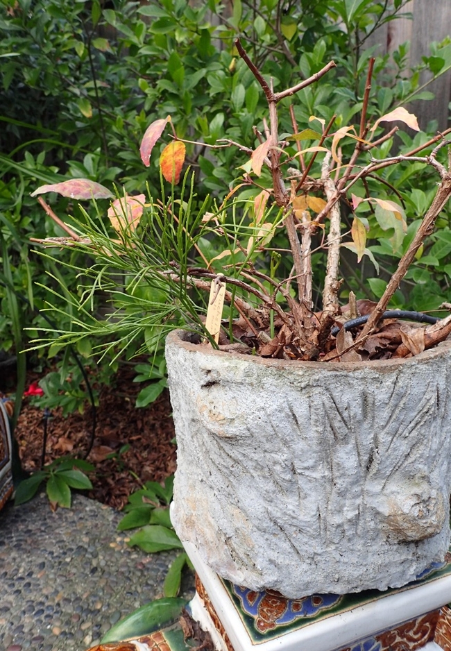 Mystery plant sharing a pot with a dormant Fuchsia. photos by Patricia Matteson