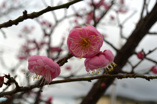 Flowering apricot up close. (photos by Erin Mahaney)
