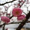 Flowering apricot up close. (photos by Erin Mahaney)