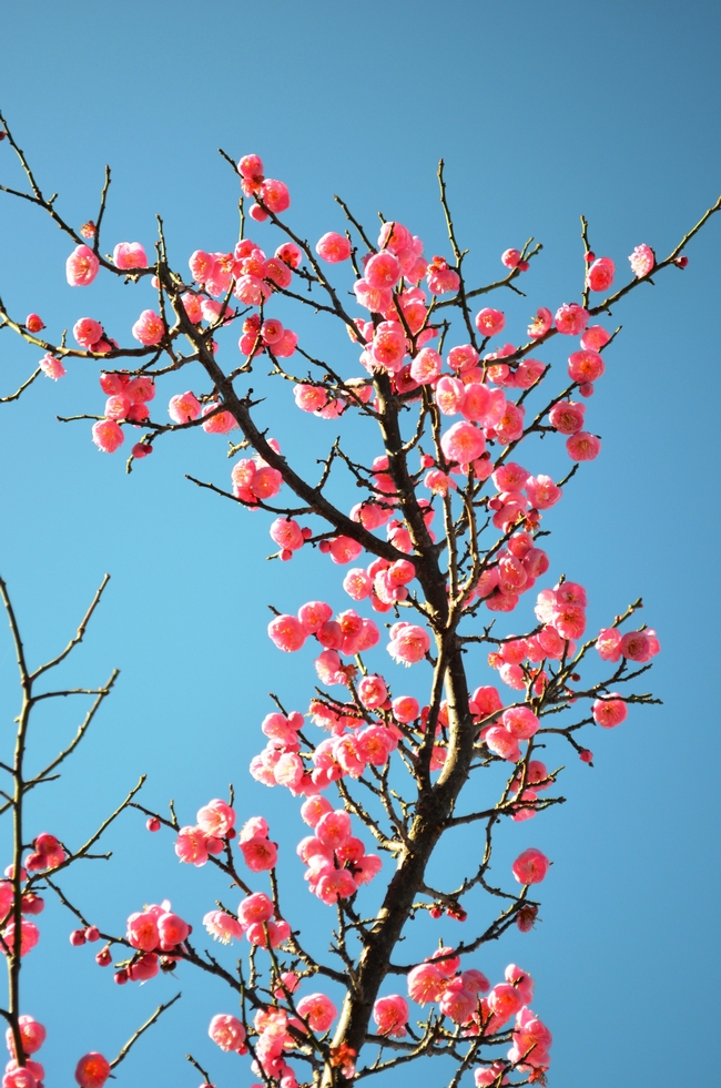 Branch loaded with apricot flowers.