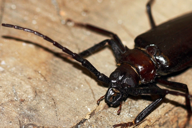 Palo Verde Beetle, Mandibles by cobalt123 is licensed under CC BY-NC-SA 2.0.