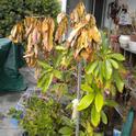 Low temperature injury on avocado. (photo by Karen Metz)