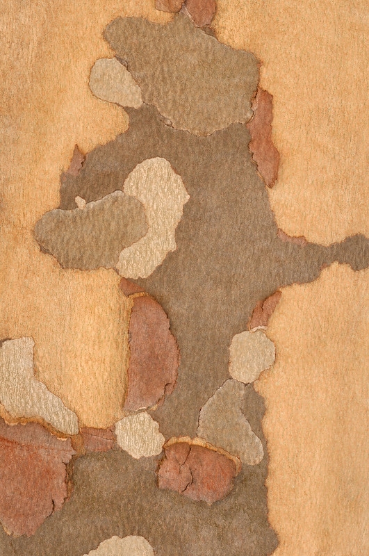 Sycamore tree bark by dspindle is licensed under CC BY-NC 2.0.