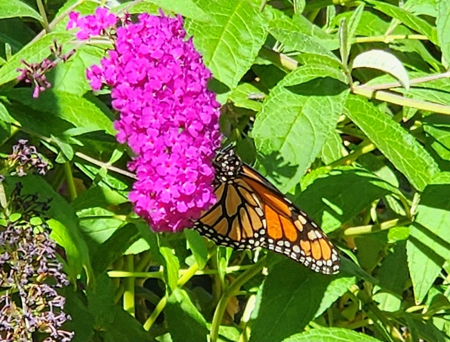 Monarch on Butterfly Bush - Al Alvarado