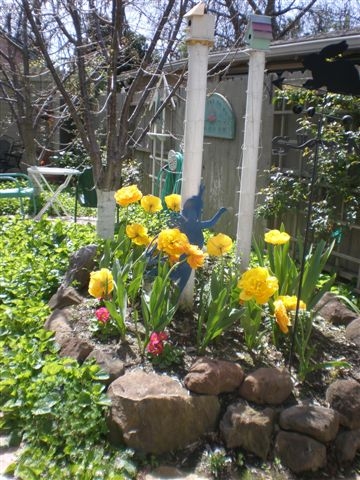 Yellow tulips dance on the sunshine. (photos by Sharon Rico)