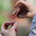 Dipping a stem cutting into rooting hormone. (photo by Jennifer Baumbach)