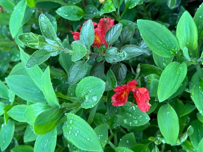 Alstroemeria.