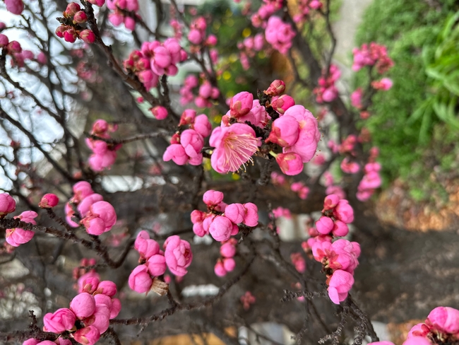 Flowering Japanese apricot. photos by Erin Mahaney