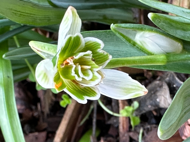 Snowdrops.