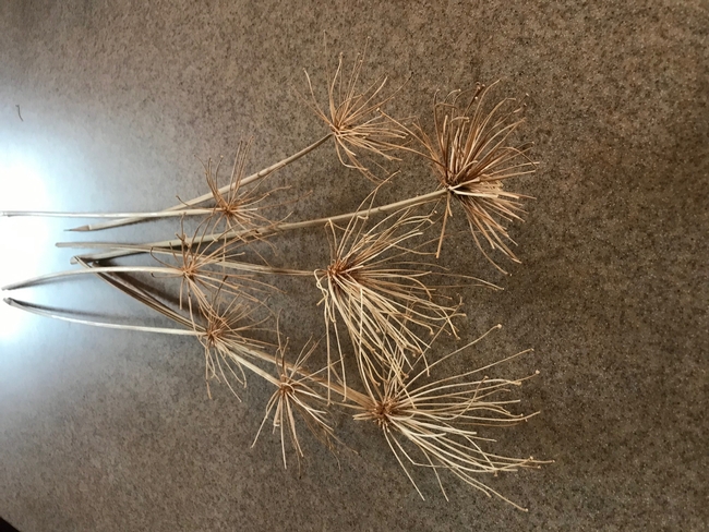 Agapanthus dried flower stalk.