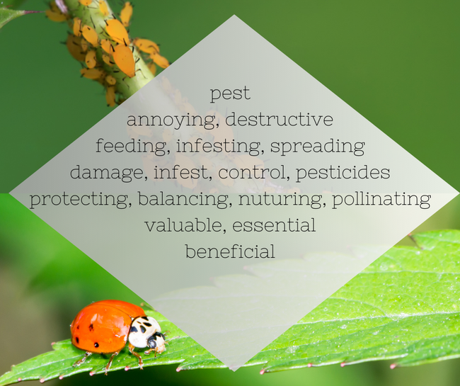Pest-Beneficial insect Diamante by Jennifer Baumbach