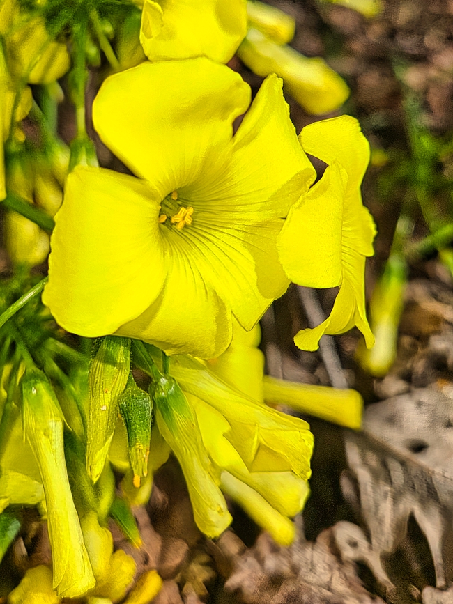 Close up of Bermuda Buttercup Flower - P. Pashby
