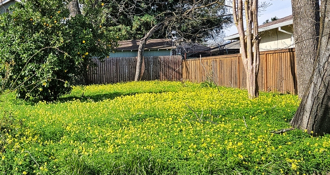 Bermuda Buttercup Invasion - P. Pashby